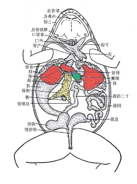 蟾蜍的呼吸器官