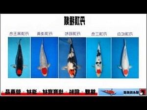 錦鯉丹頂