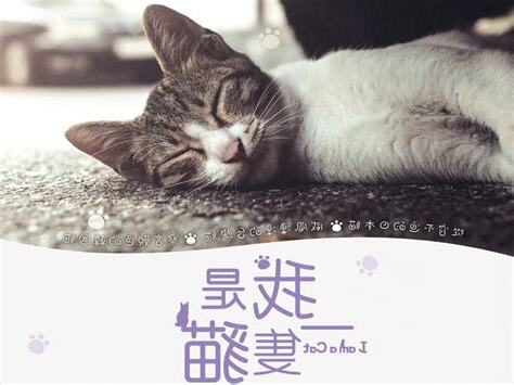 假如我是一隻貓