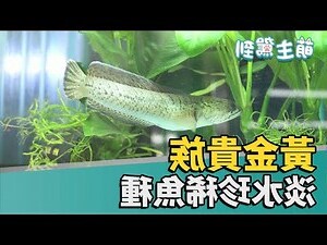 黃色金魚