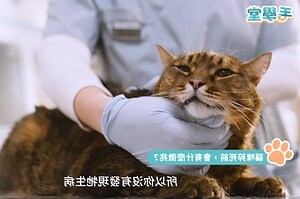 貓咪死掉會回來嗎