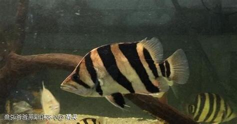 虎魚飼養
