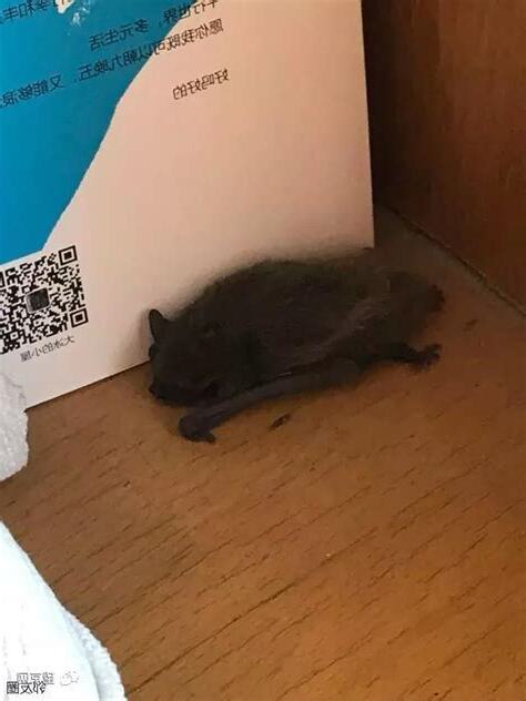 蝙蝠來到家裡