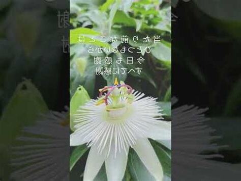 6月26日女