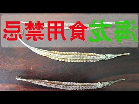 海龍海馬禁忌