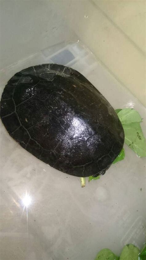 撿到烏龜號碼