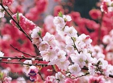 斬桃花方法